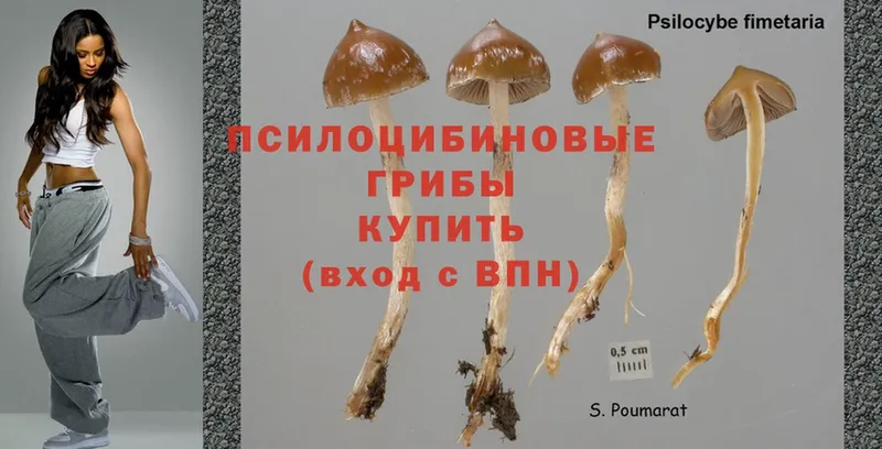 сколько стоит  Зарайск  Галлюциногенные грибы Magic Shrooms 